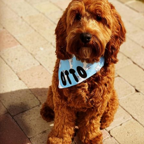 Otto is a cute little puppy who has some separation issues