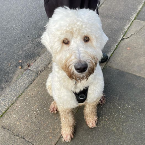Ted the Goldendoodle