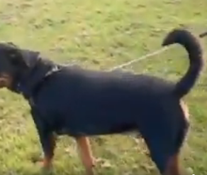 Meet Ronnie the Rottie with their loose leash walking!