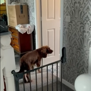 First Session with Milo and Hector the cocker spaniels