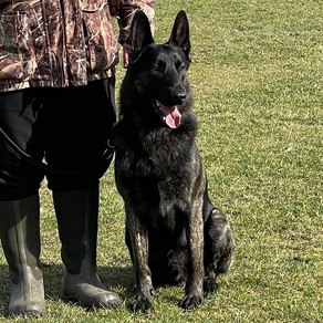 Angus the Reactive Malinois  German Shepherd