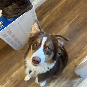 Frodo the Australian Shepherd