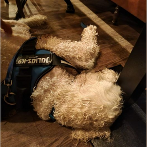 PABLO THE GOLDENDOODLE 