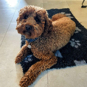 Excessive Barking