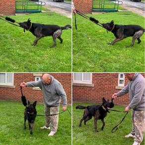 Angus the Reactive GSD cross Belgian malinois