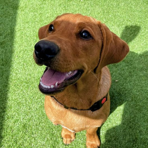 𝗟𝗼𝘂𝗶𝗲 𝘁𝗵𝗲 𝗟𝗮𝗯𝗿𝗮𝗱𝗼𝗿