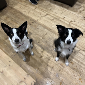  Willow and Zia - polar opposites 