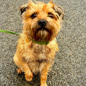 Ziggy the terrorising terrier
