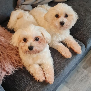 Abbi and Benji