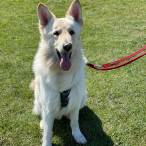 Nanuq the Reactive German Shepherd