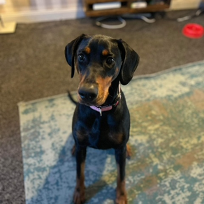 Sammy The Doberman