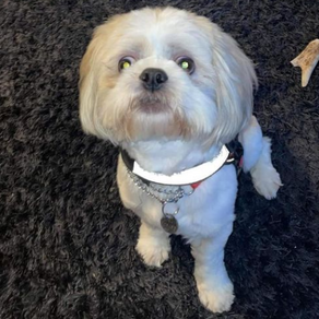 Meet Ollie, a young Shih Tzu in a busy household.