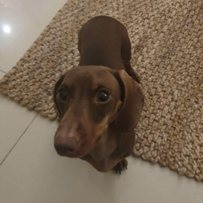 Meet Zazu The Miniture Dachshund.