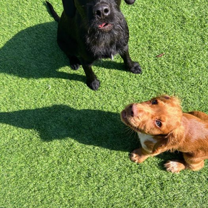 Milo and Maverick