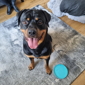 TYSON THE ROTTWEILER 