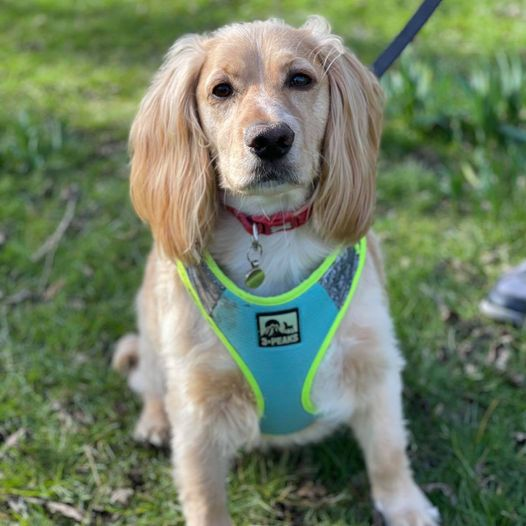 cocker spaniel off leash