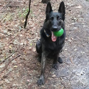 Angus the Shepherd / Mali