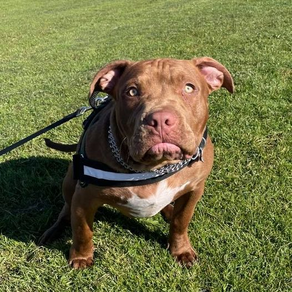 Bruno the American Bully 
