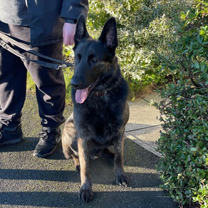 Angus the Malinois cross German Shepherd