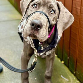 The 5 steps that resolved River the Great Dane's dog reactivity