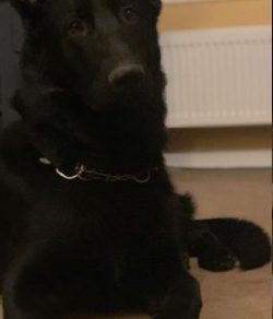 Bella the Border Collie and Reggie the German Shepherd dog