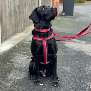Pepper the Lab