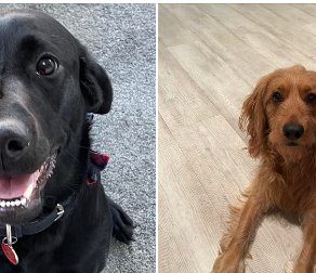 Our trainer Jaake has been in South Shields to see Lexi the Labrador and Gateshead to visit Rosco