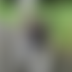 Axl a stubborn 18 weeks old Akita.