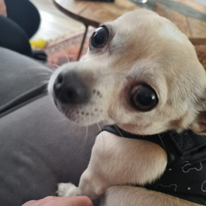 LOLA THE CHIHUAHUA