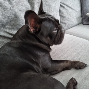 BRUNO THE FRENCHIE️