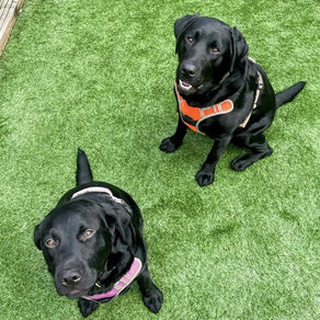 Lennox and Lou Lou the Labs