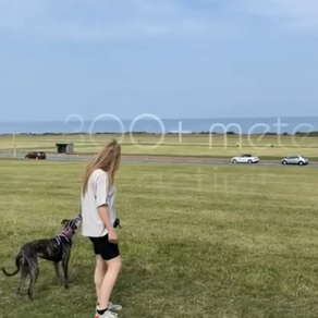 Mollie the Lurcher continuing to smash her training!