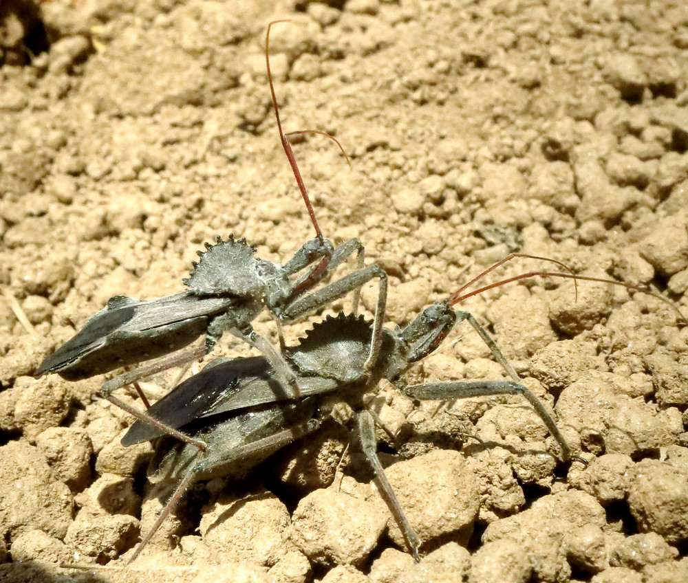 wheelbugs