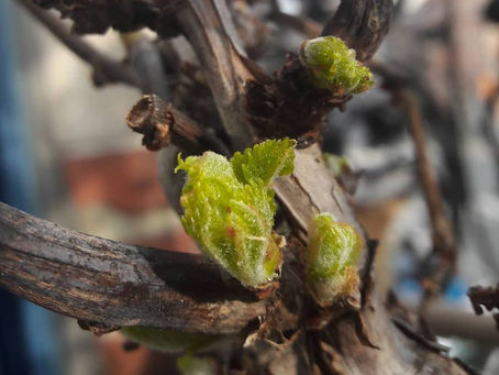 Sensation et perception : qu'est-ce qui les différencie?