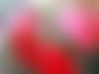 Les arbres nous enseignent...