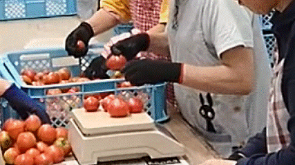 TOMATO_GIF.gif