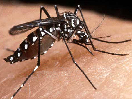 What You Need to Know About Dengue Fever