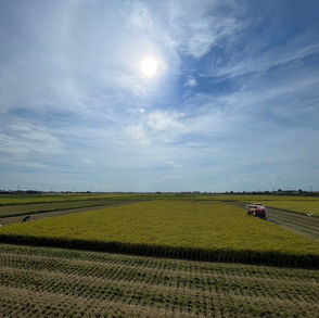 稲刈り終了しました！！