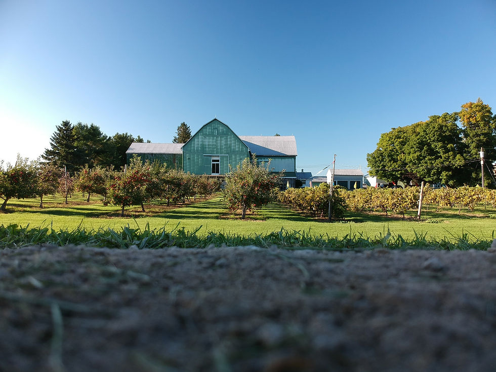 Ocala Winery