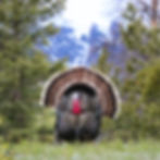 Merriam's Turkey in Rocky Mountain National Park