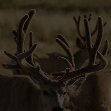 2022-08-08_0228-Edit (1)_edited.jpg