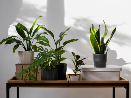 Green living: The Future of Sustainable Habitat
