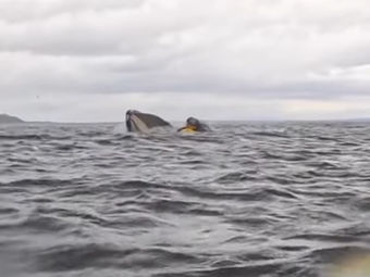 Vídeo Chocante Caiaquista é Engolido por Baleia Jubarte no Estreito de Magalhães.