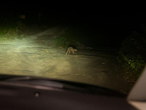 Criatura misteriosa na Colômbia intriga moradores e levanta teorias sobrenaturais.