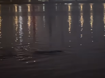 Mistério nas Águas: Criatura Gigantesca é Filmada no Rio Han em Seul e Intriga Pescadores.