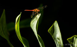 Dragonfly