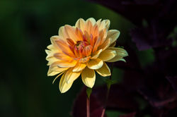 Dahlia
