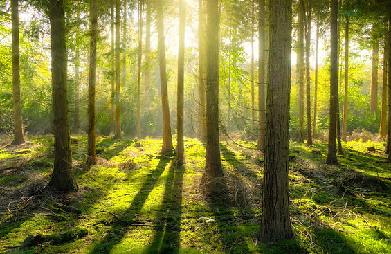 forest-1863903_1920.jpg