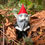 Thumbnail: Ghoul Gnome