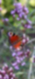 IMG_7034_edited.jpg